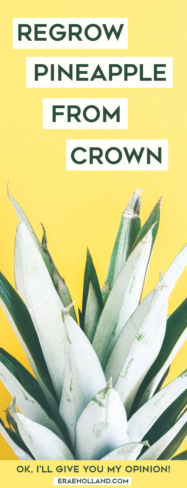 regrowpineapple.jpg