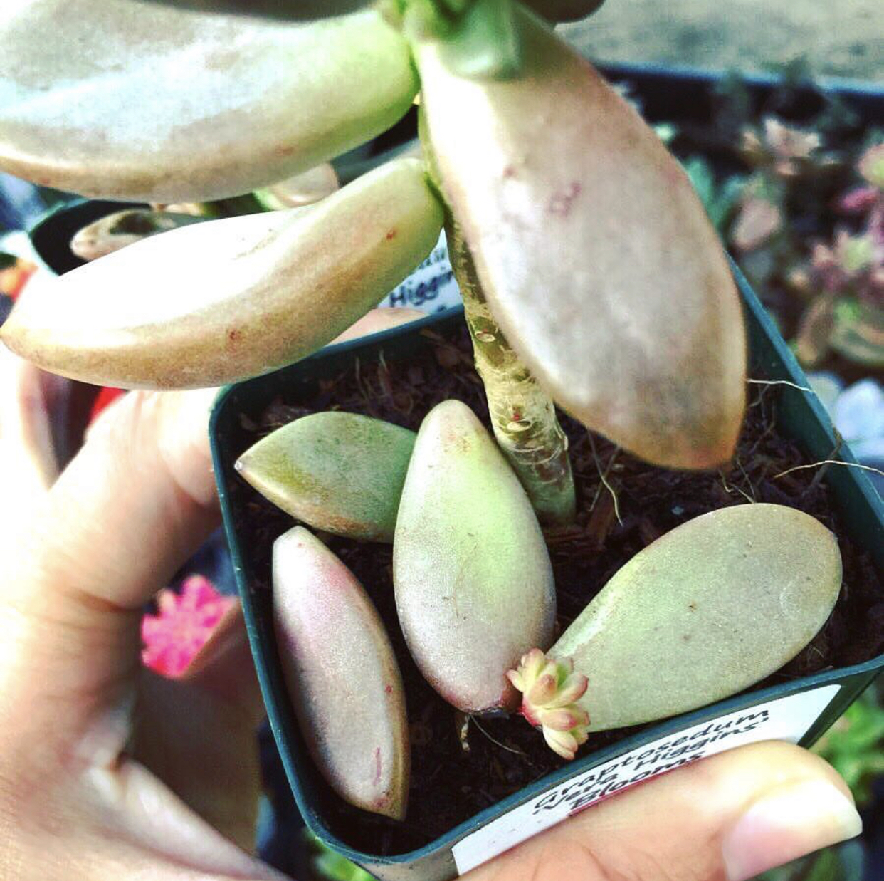 succulent-propagation-leaves