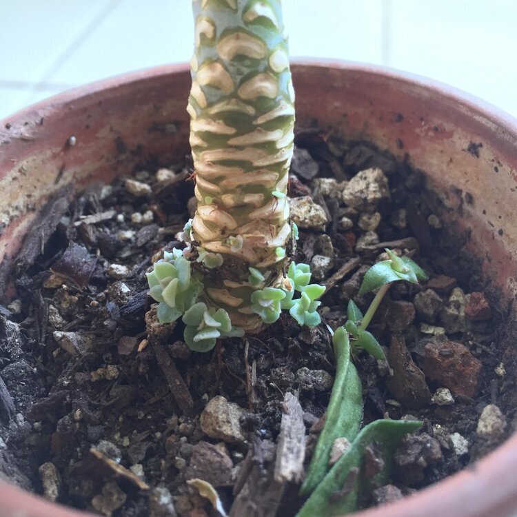 Succulent Propagation-Updated