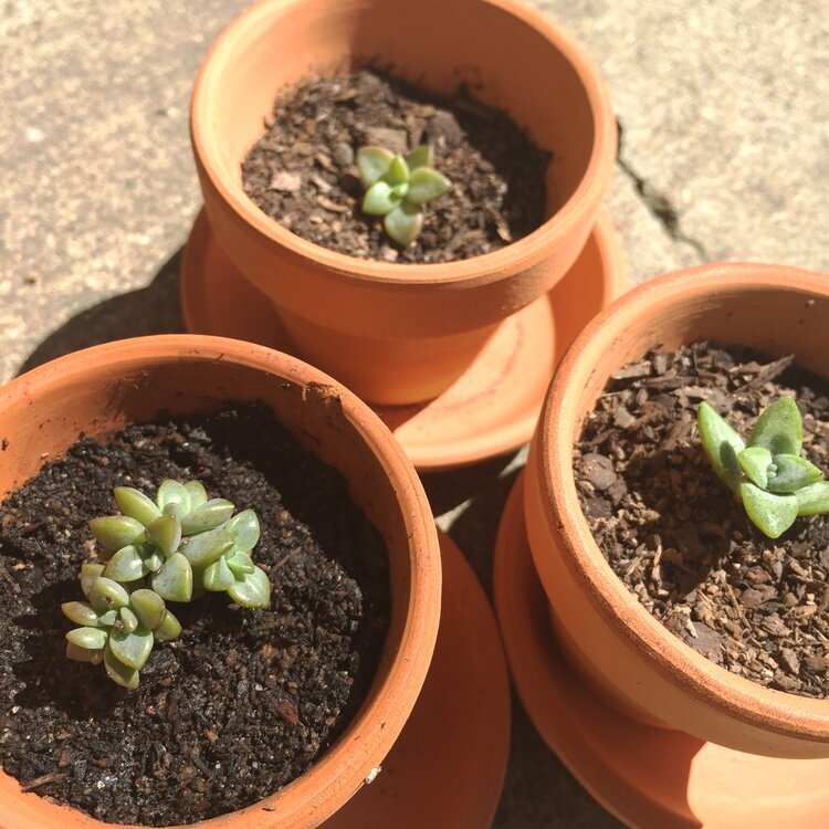 Succulent Propagation-Updated