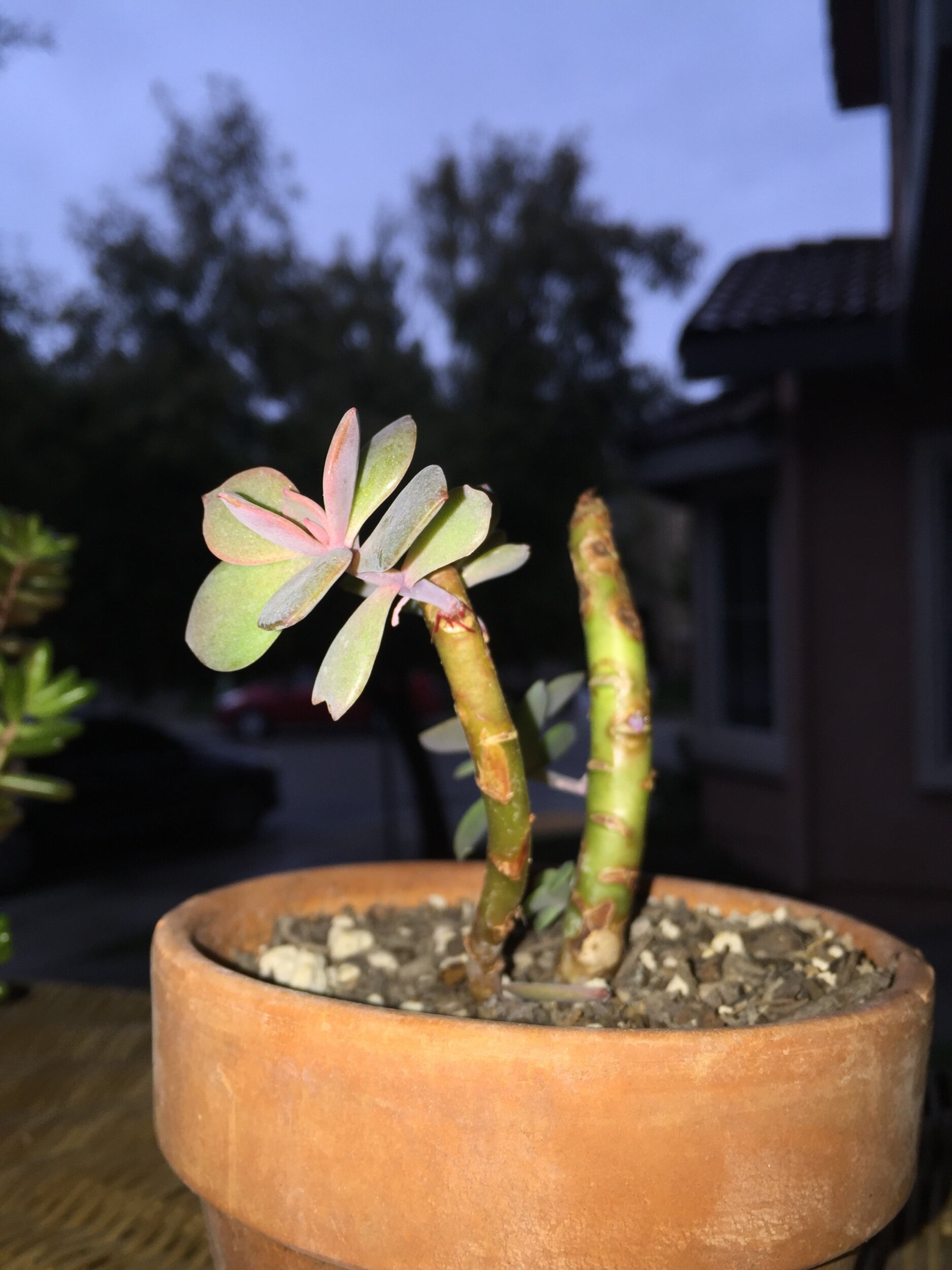 Succulent Propagation-Updated