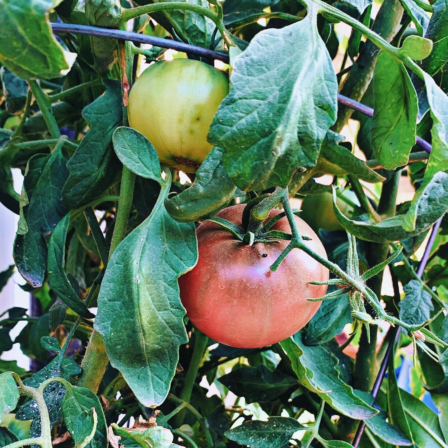 #GROWBAGS vs #GARDENBED
&mdash;
This past season I was also experimenting with different growing methods and spaces. One tip that stuck with me at the beginning of my research was to spread your crops around your growing space. The biggest reason bei