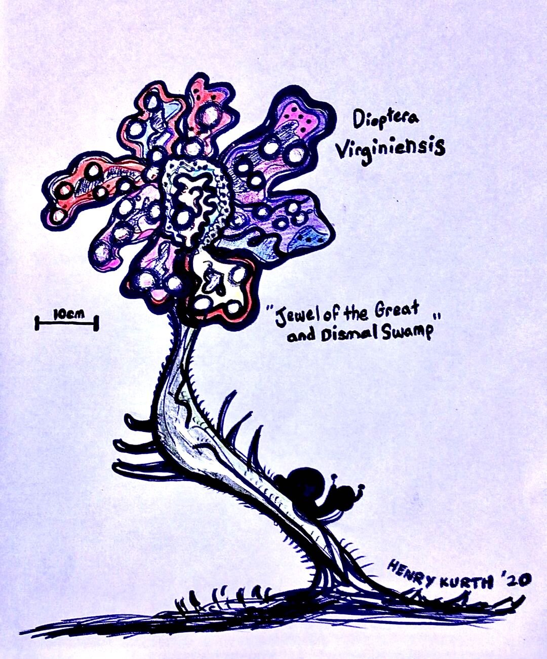 Diopthera Virginiensis