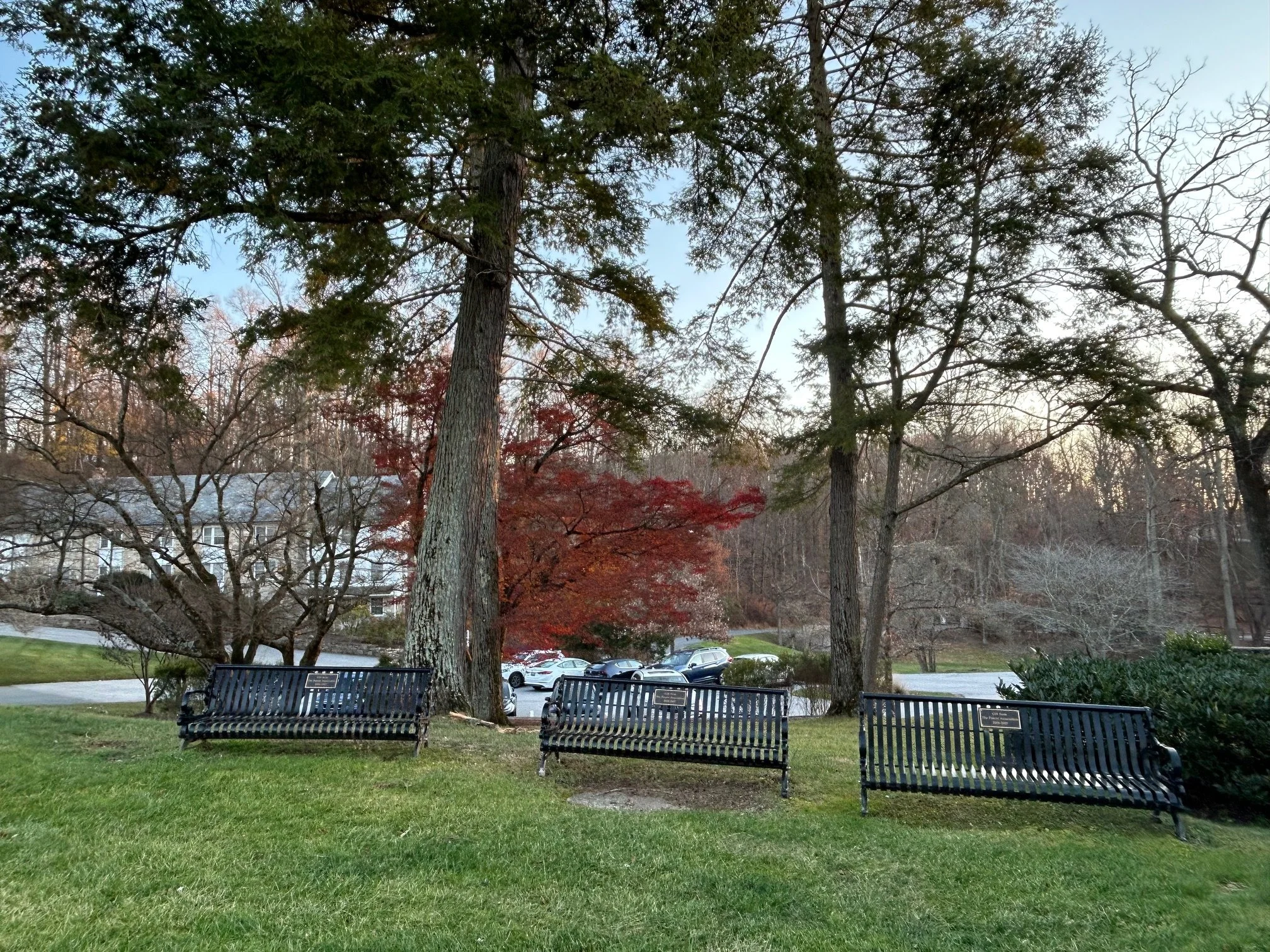 OS Benches with red tree.jpg