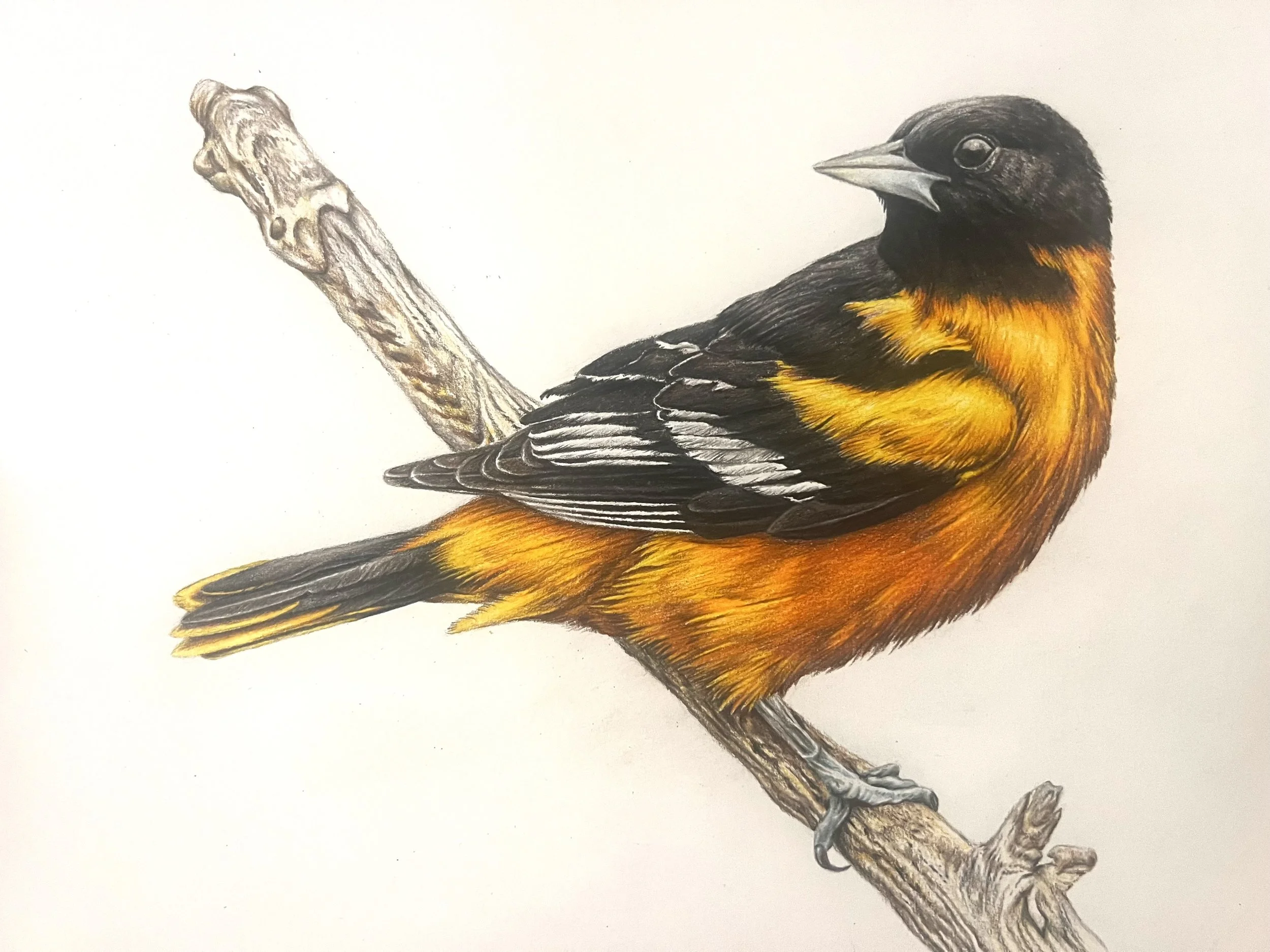 Caleb Norton (High School Student)