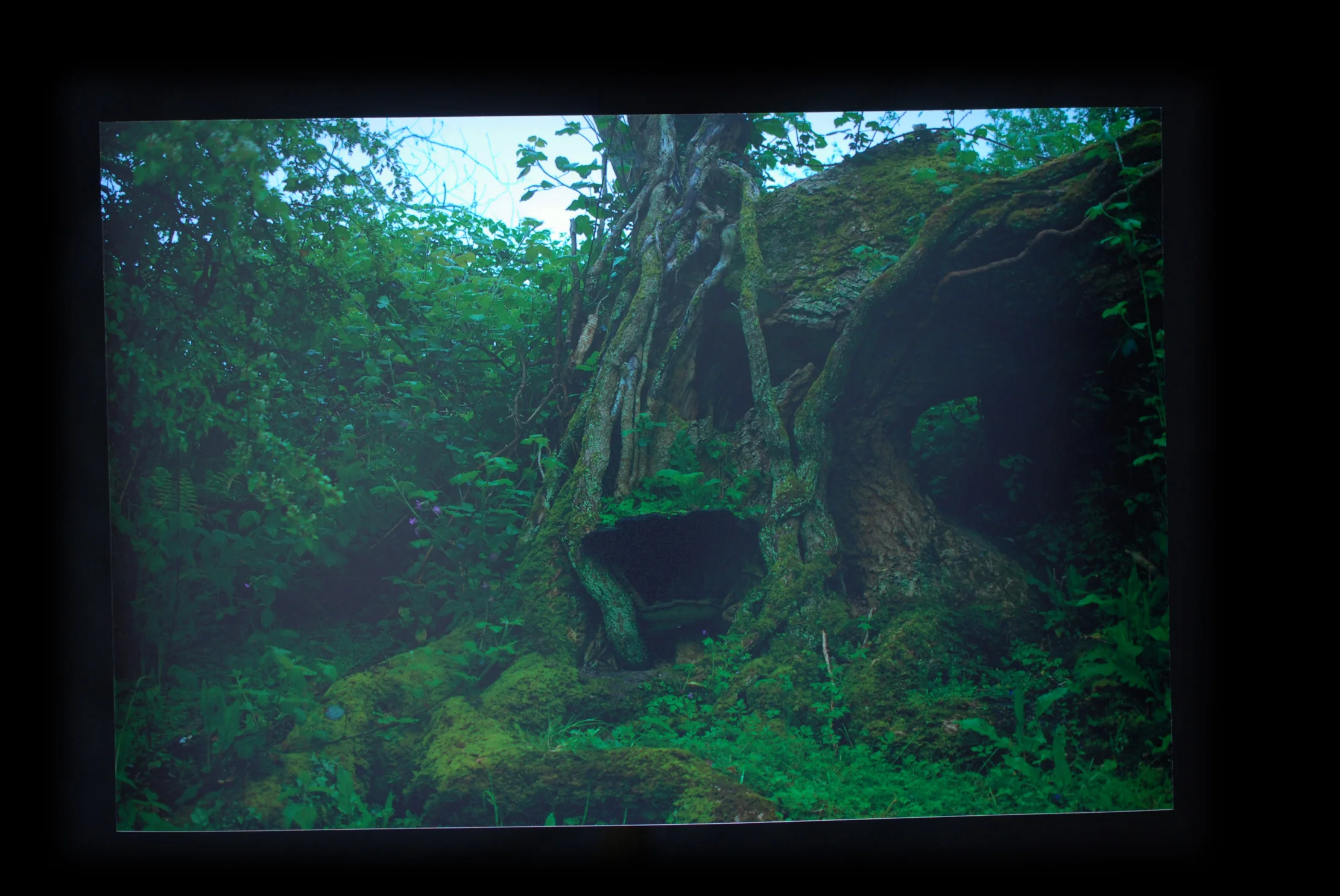 ANCIENT PATHWAY THROUGH THE CLOUDS II (Luccombe Down)
