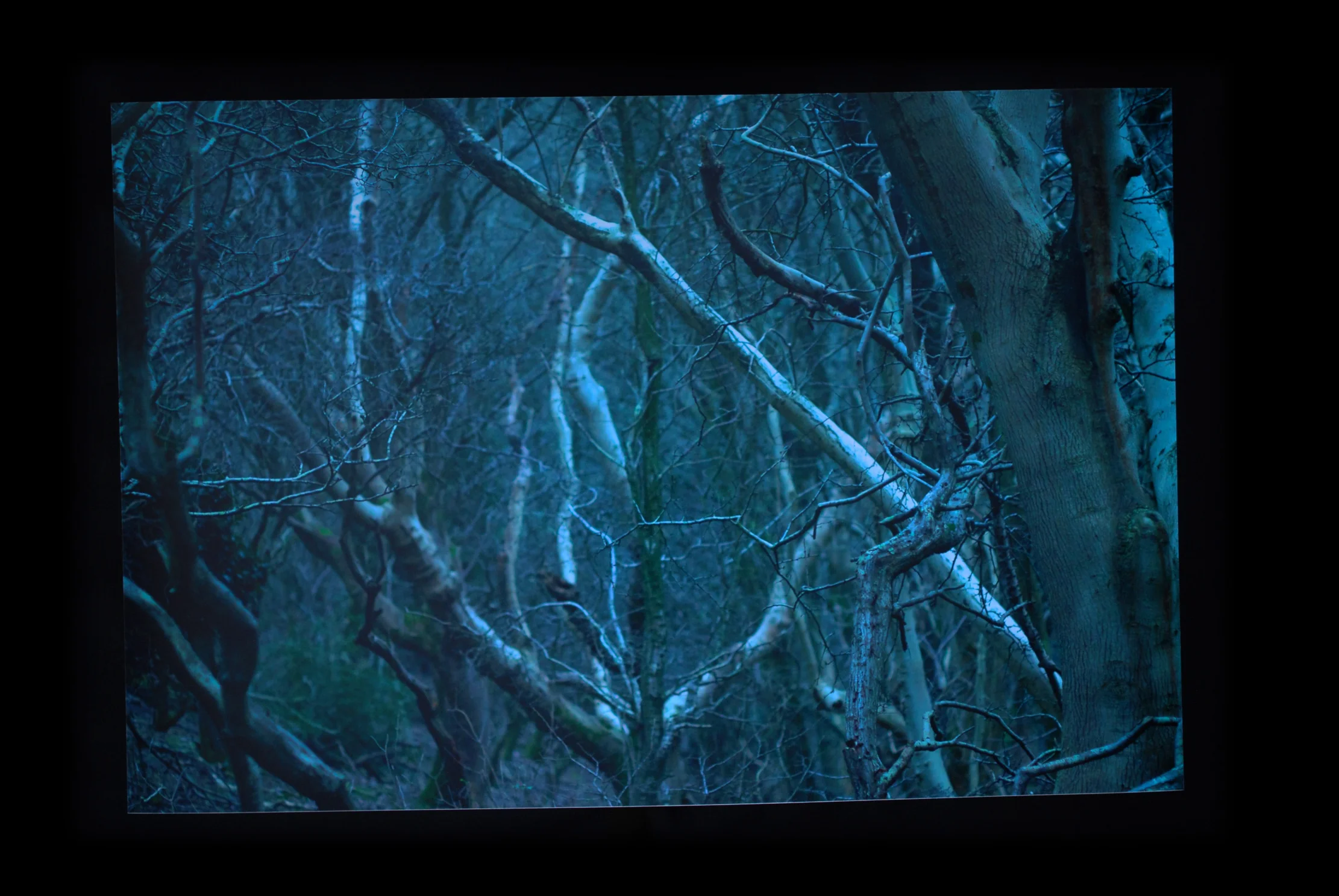 THE OLD BLUE WOOD AT THE TOP OF THE HILL (Nansen Hill)