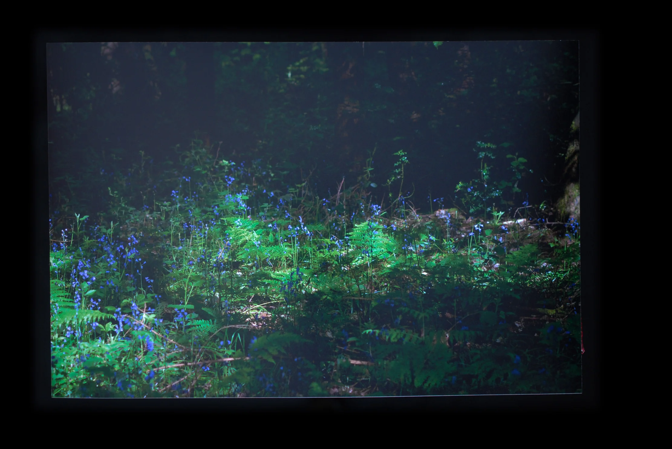 WHO PUT BELLA IN THE BLUEBELLS? (Wychbury Hill)