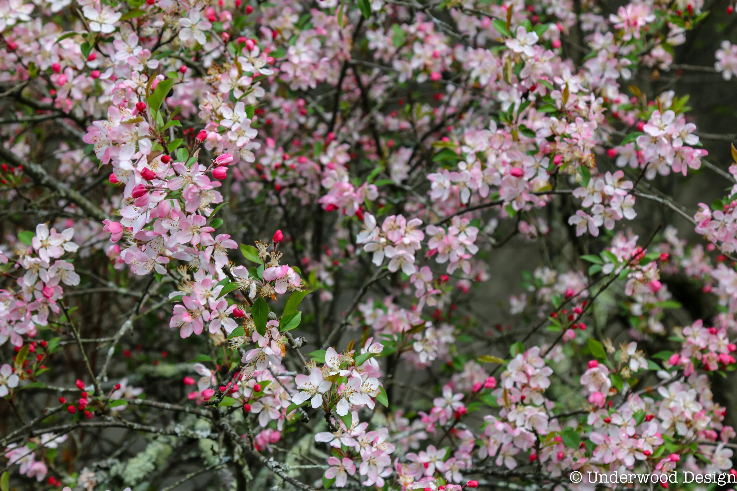 biltmoreblooms.jpg