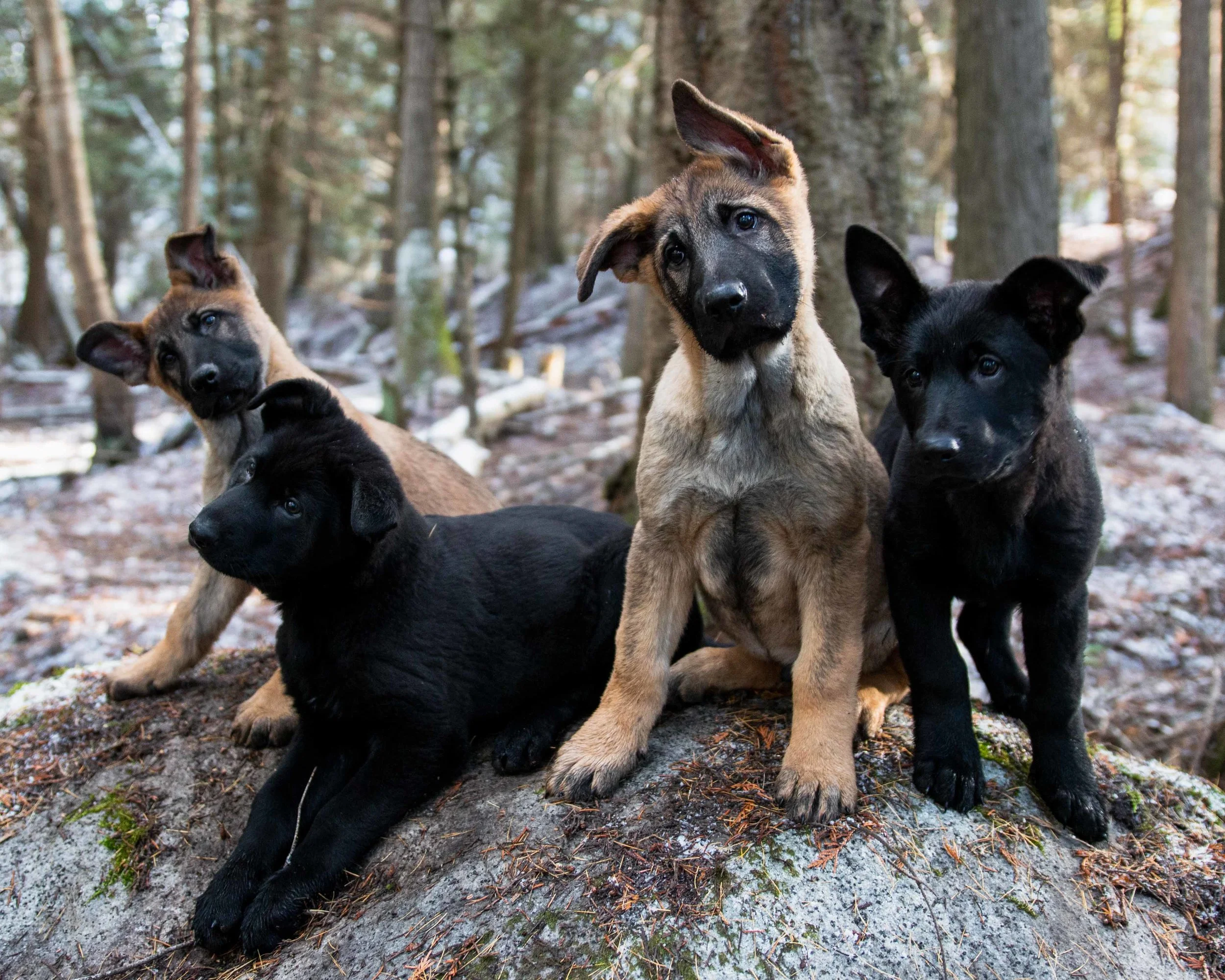 ddr german shepherd puppies