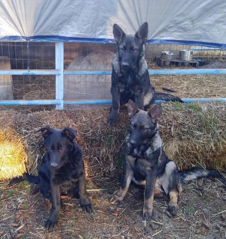 7-25-2019-litter-07.jpeg