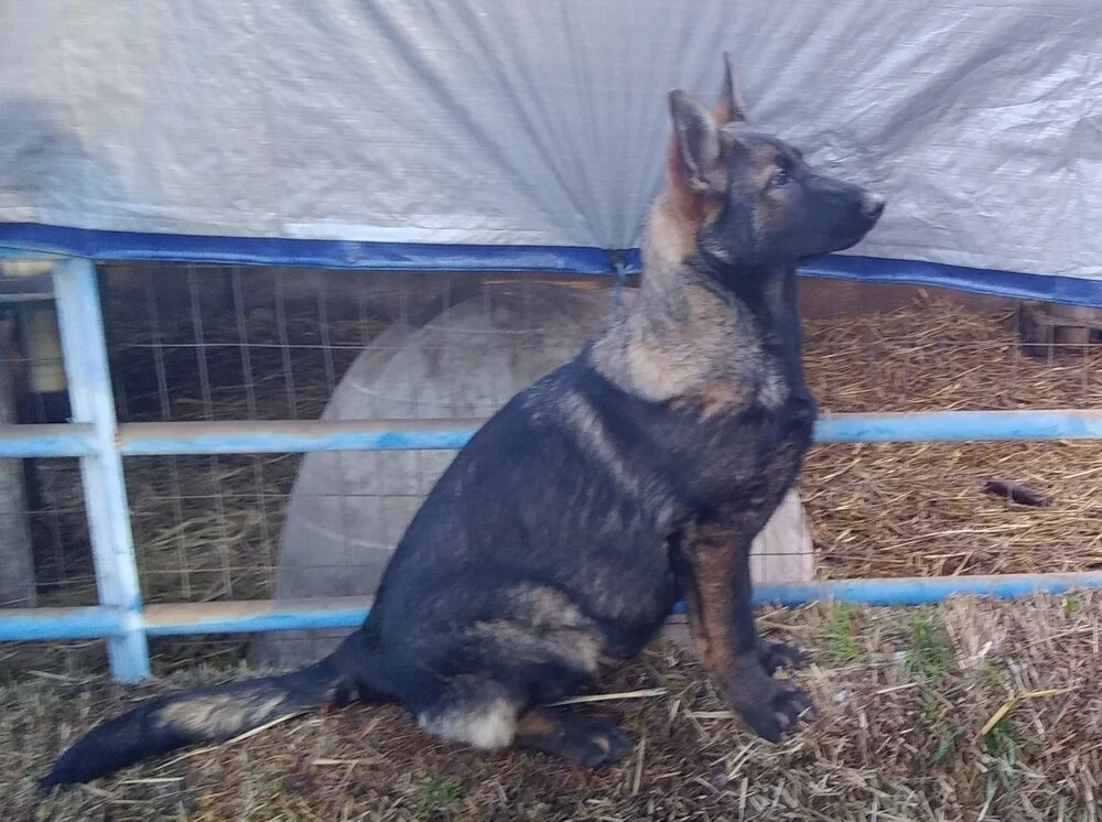 7-25-2019-litter-08.jpeg