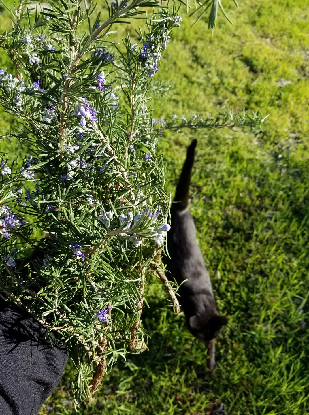 freshly picked herbs