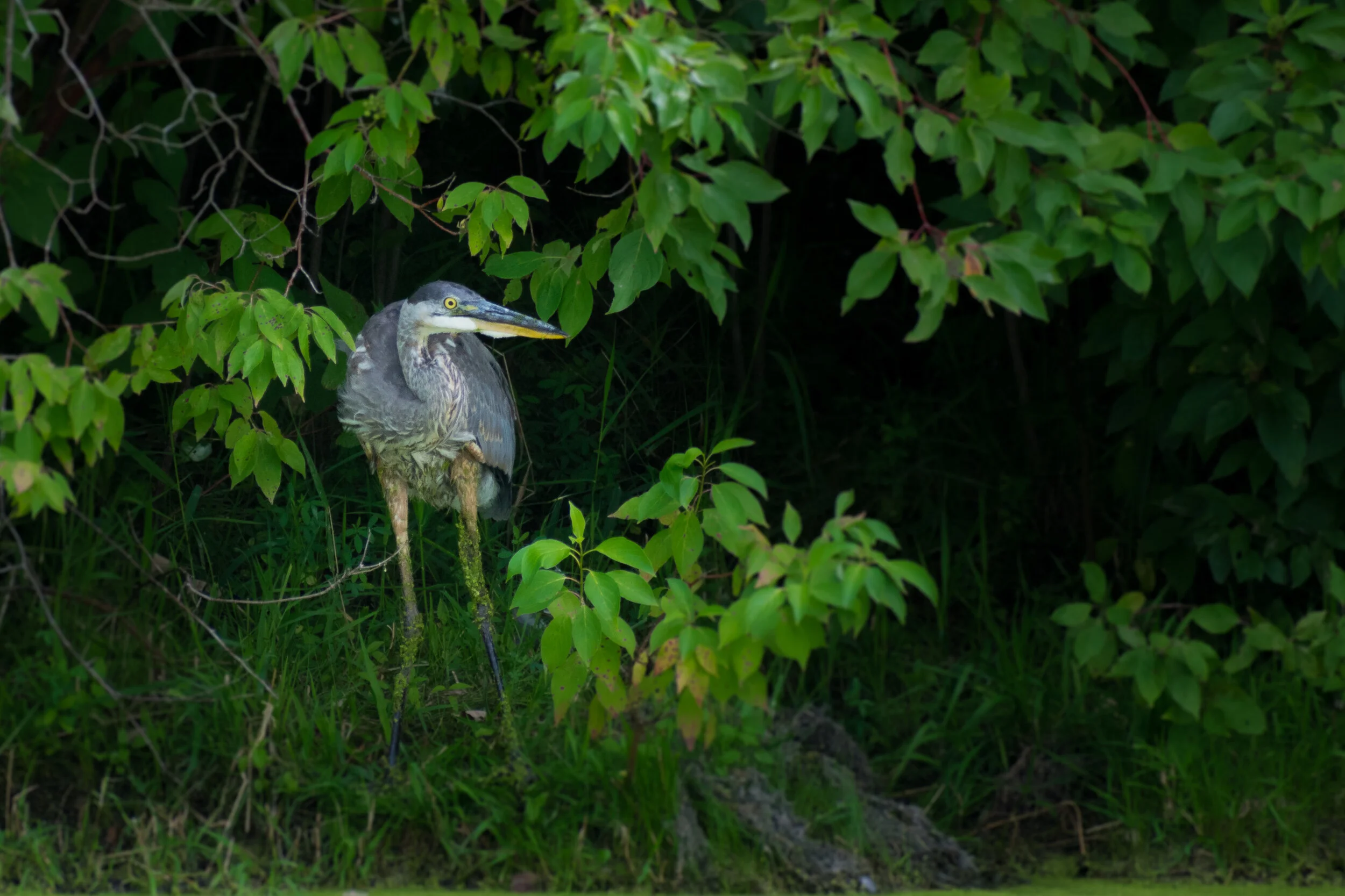 DSC_2195.jpg