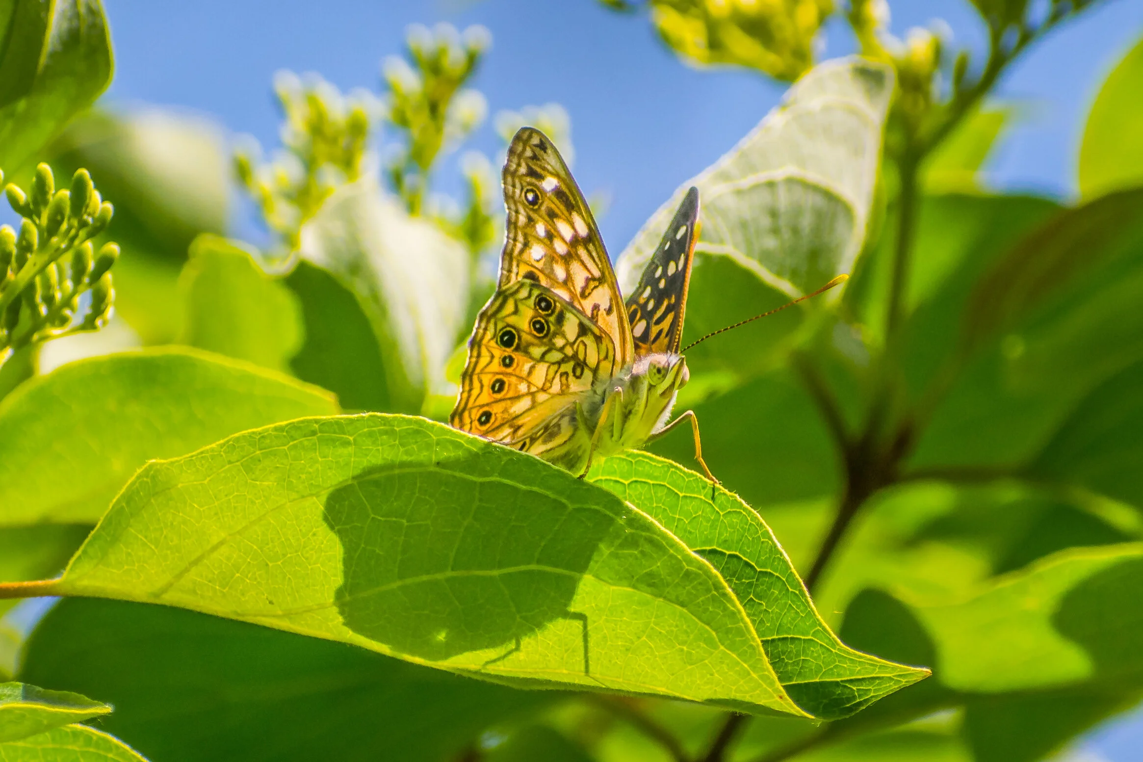 DSC_7425-Edit.jpg