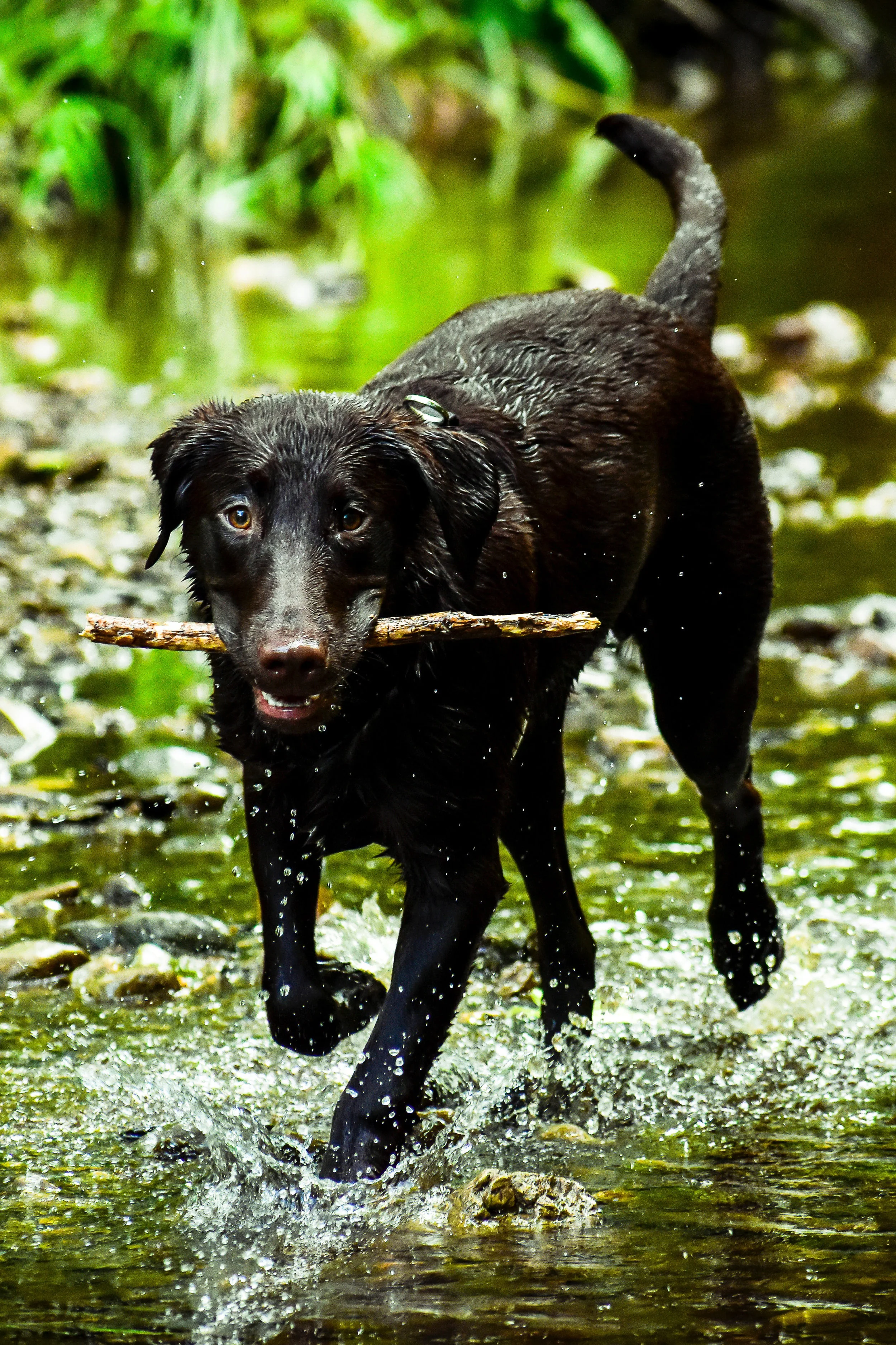 PawsitivelyLove_CountryWeekends.jpg