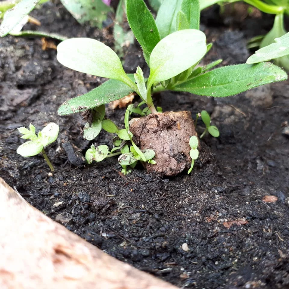 Beebombs Sprouting