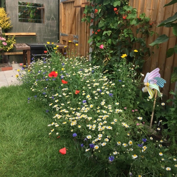 A happy Beebomb customer’s garden