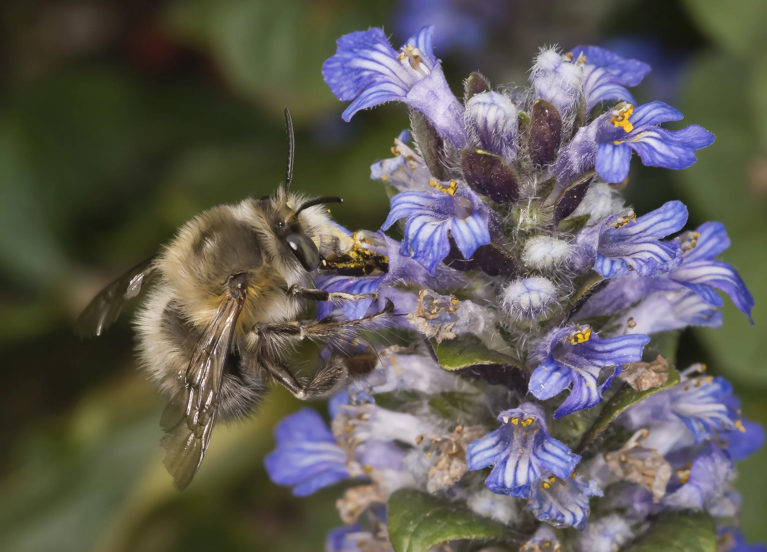 Anthophora_plumipes_male.jpg