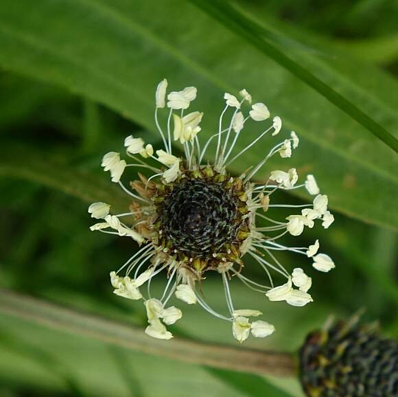 Corn Chamomile — Beebombs