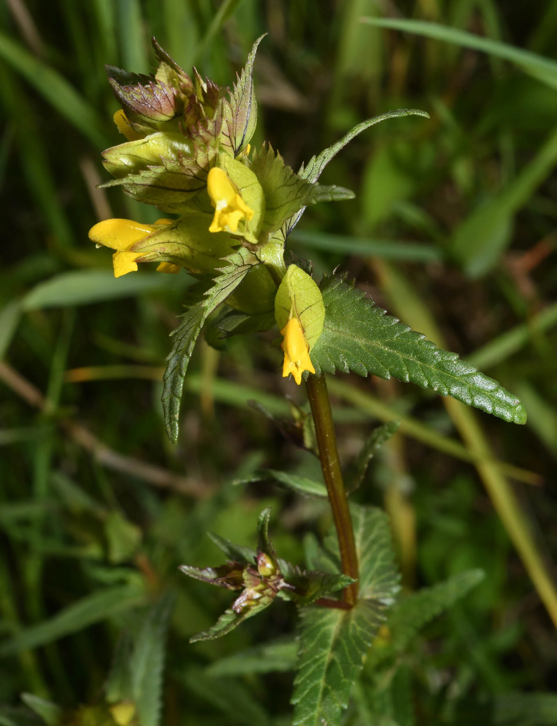 Yellow Rattle