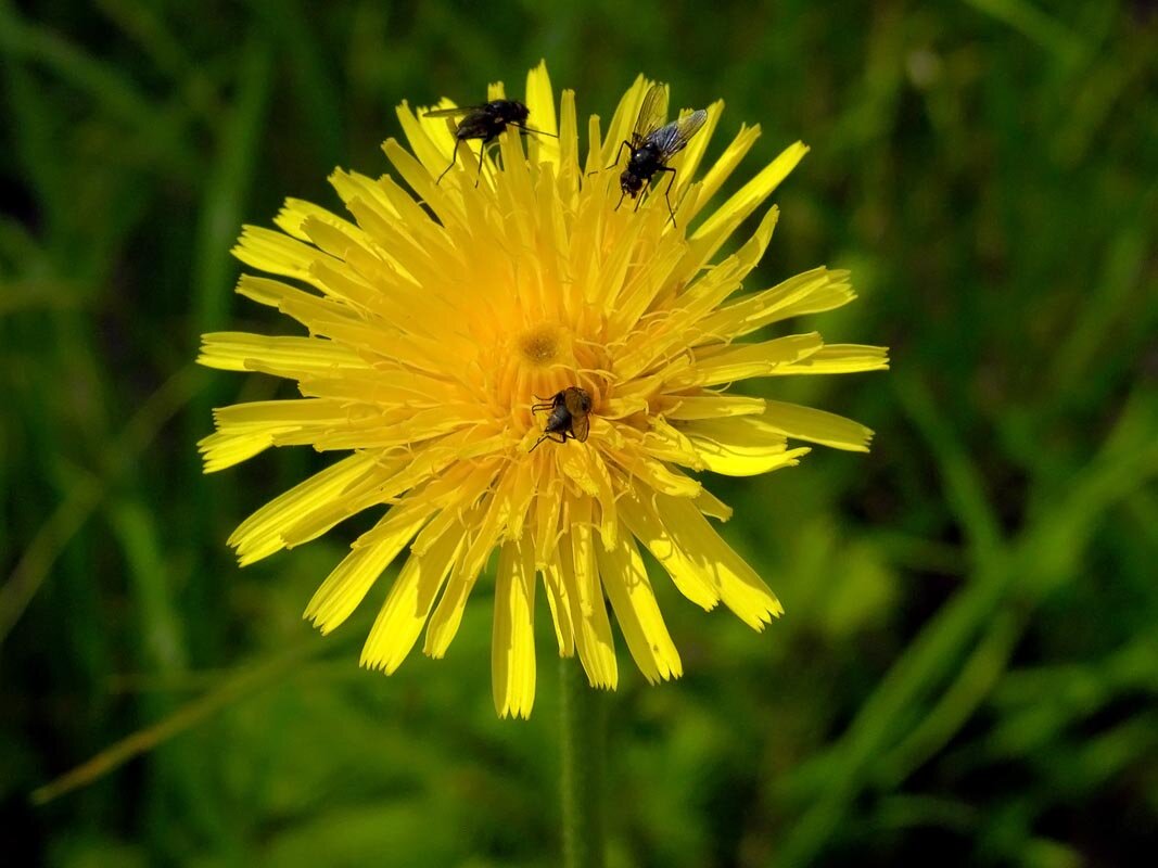 Rough Hawkbit 