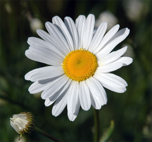 Oxeye Daisy 