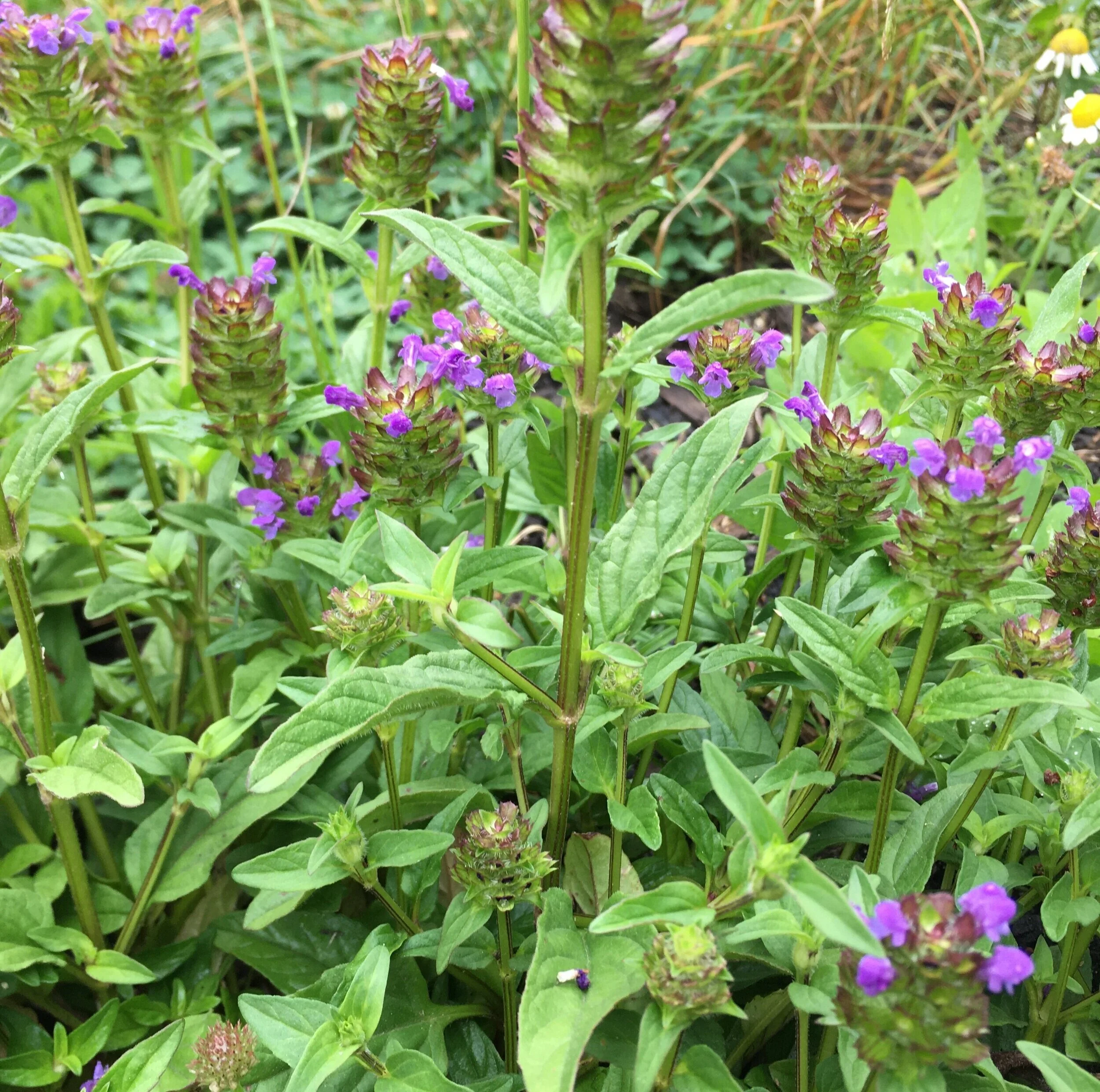 Self Heal — Beebombs Ireland