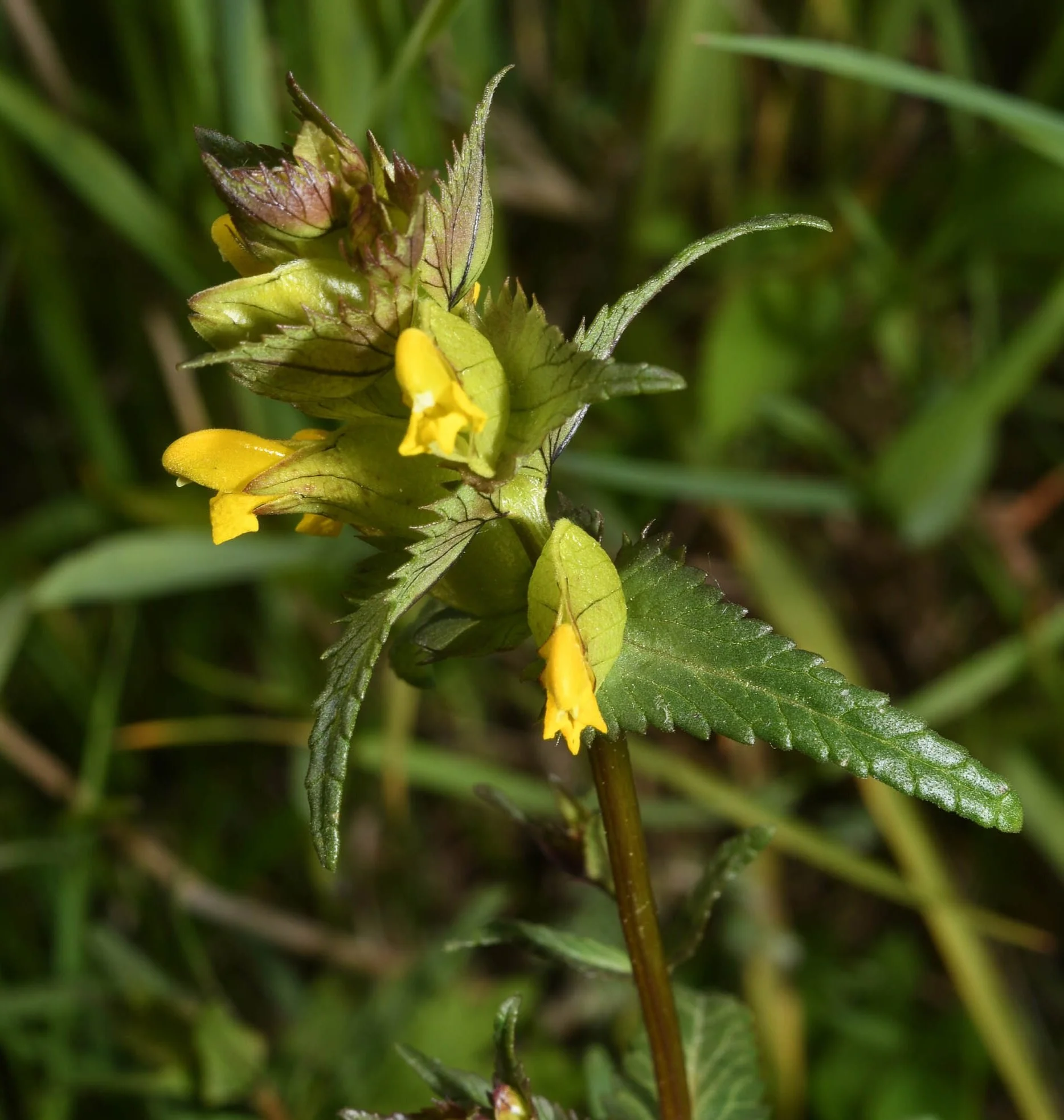 Yellow Rattle — Beebombs Ireland