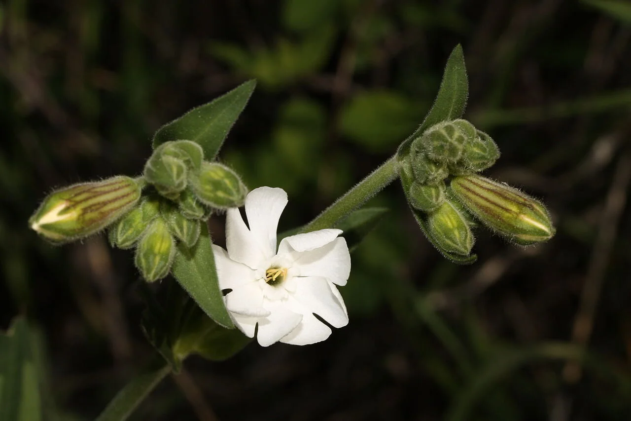 Close up of White Campion - Photo by Walter Siegmund