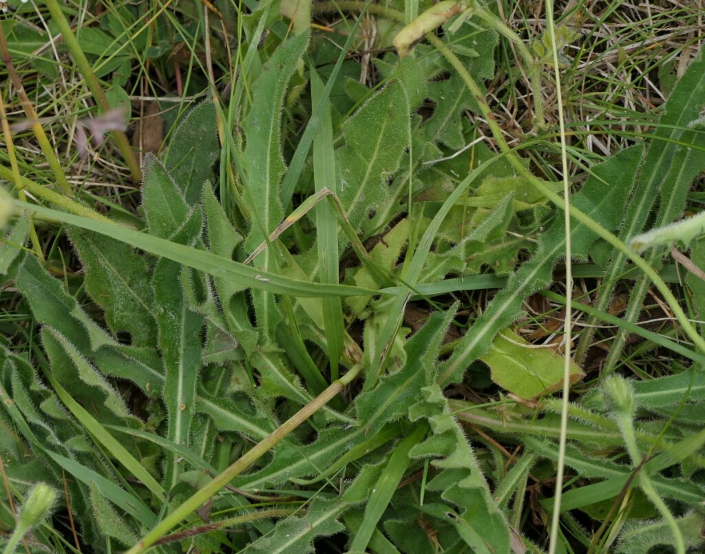 Rough Hawkbit leaf - Photo by David Nicholls