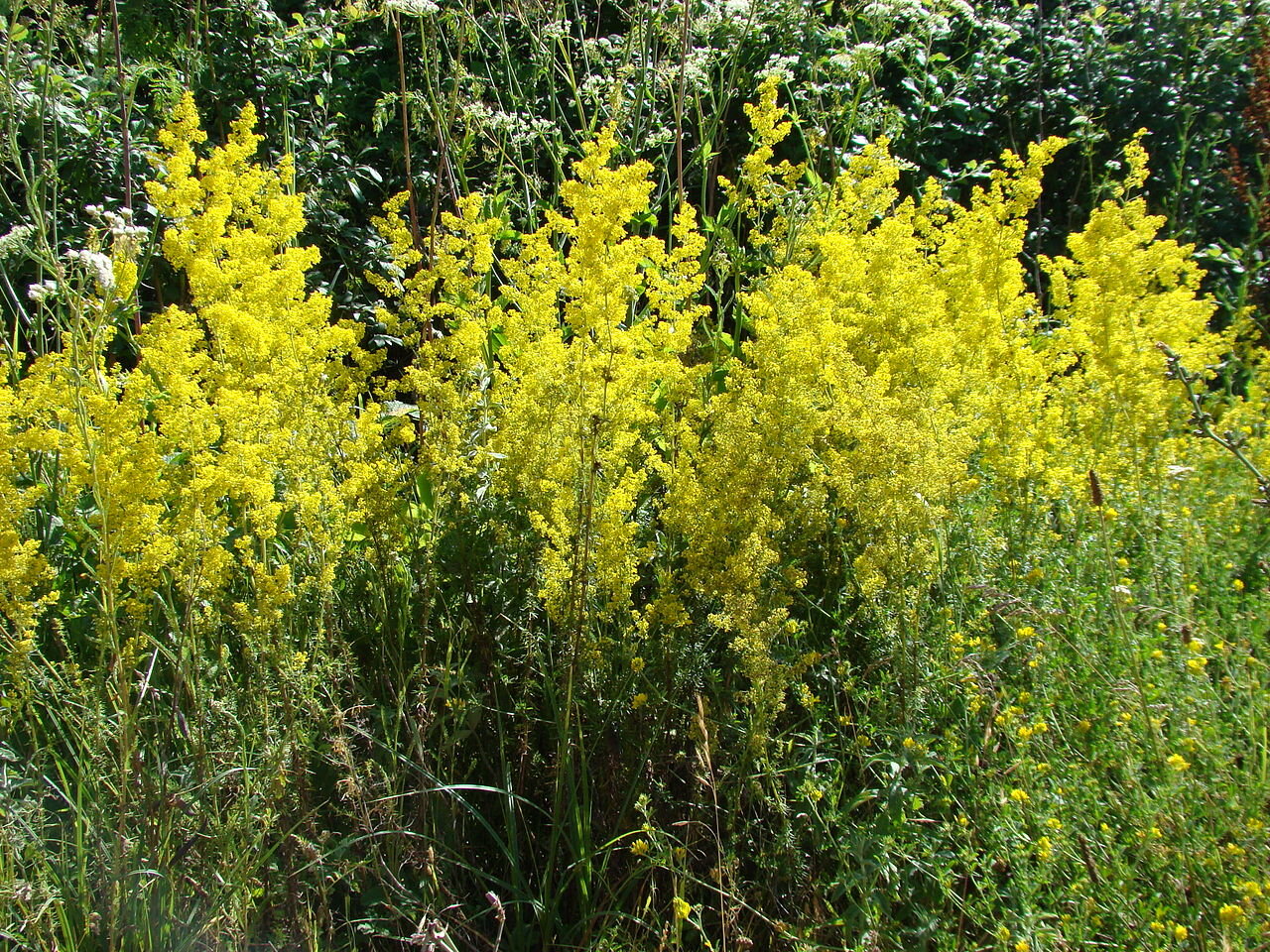 Meadow of Lady’s Bedstraw