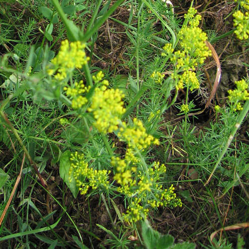 Here you can see the narrow leaves of Lady’s Bedstraw