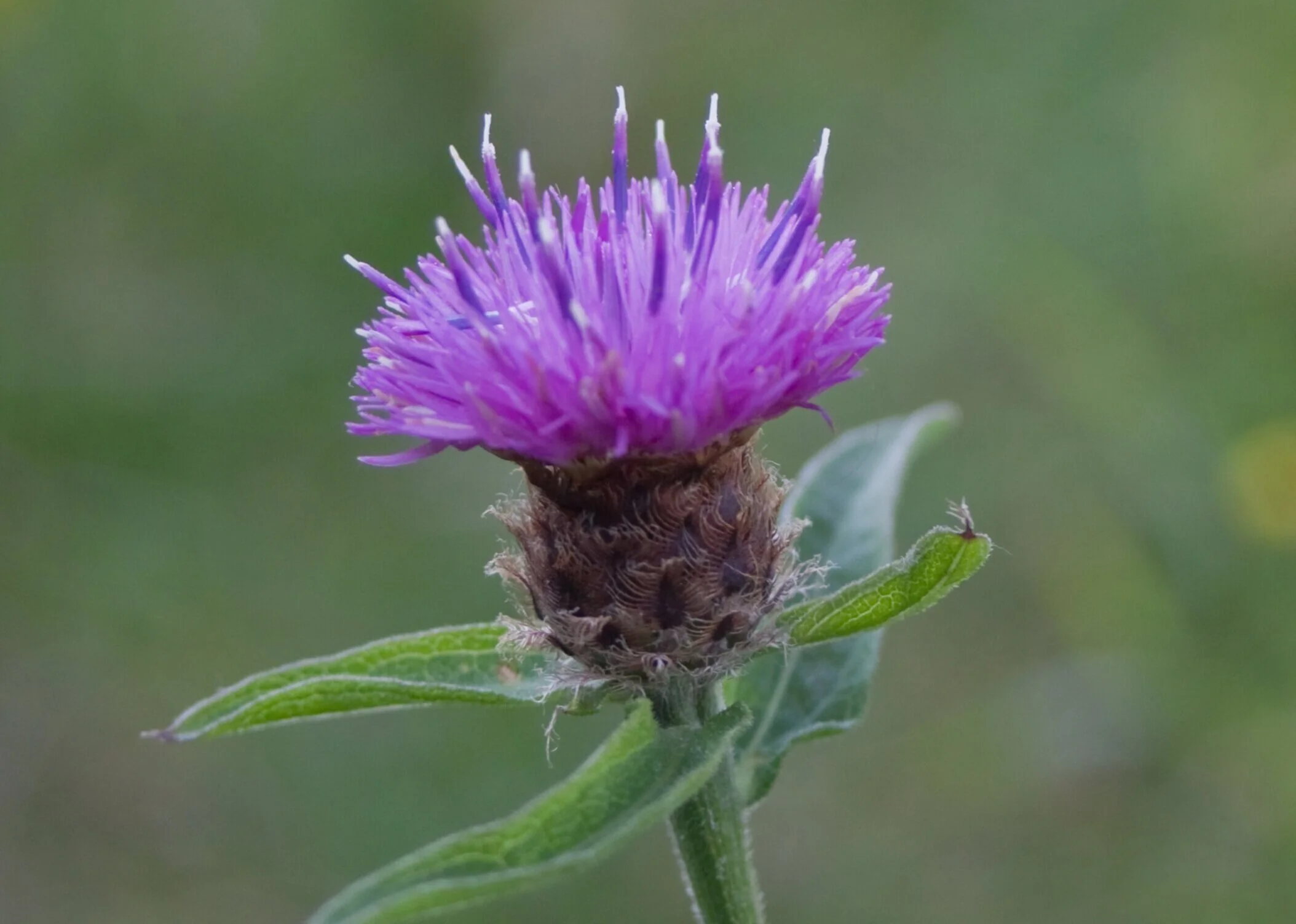Common Knapweed 