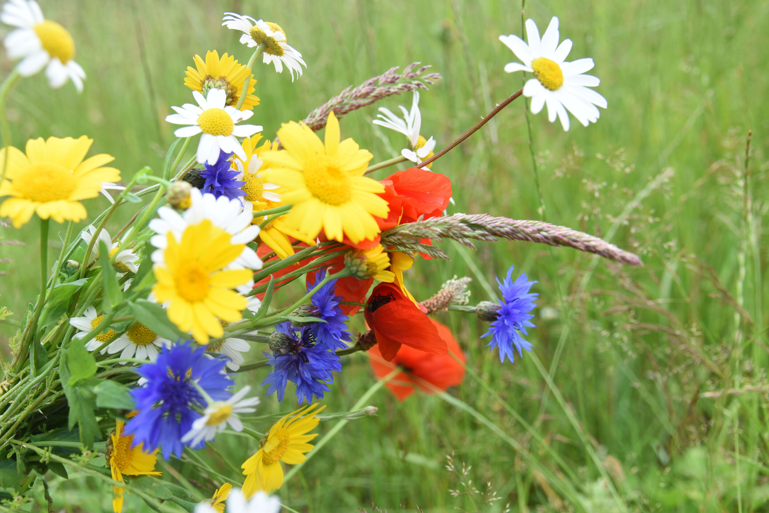 Beebombs gift voucher