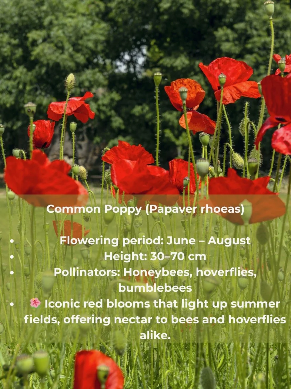 Poppy Info