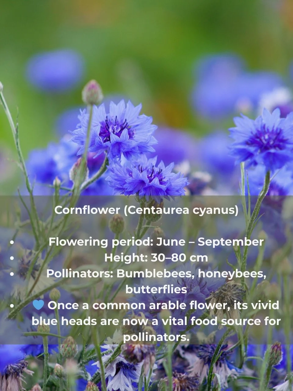 Cornflower info