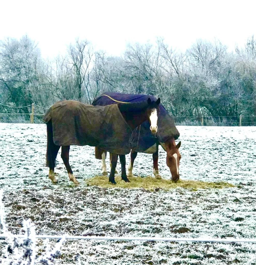 Horses in snow
