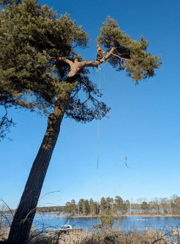 Trädfällning i skärgården