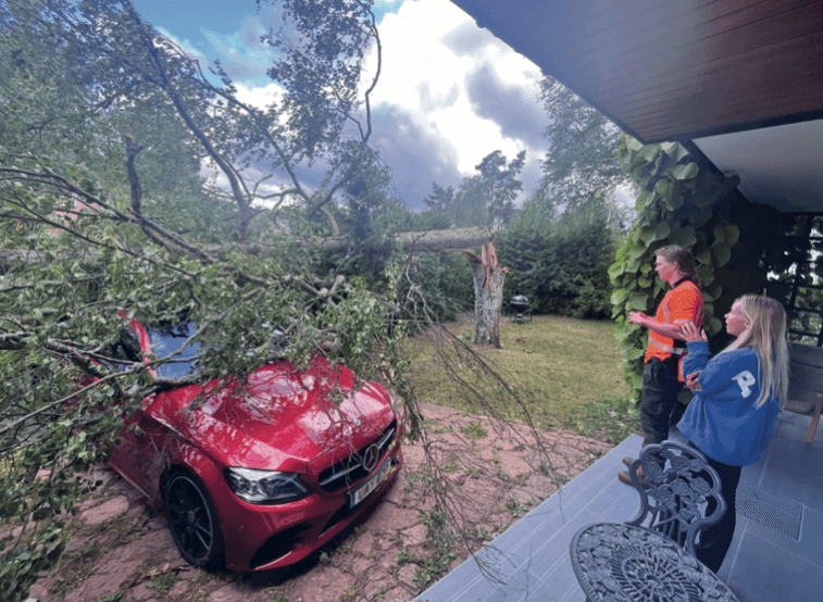 Stormsäkra dina träd