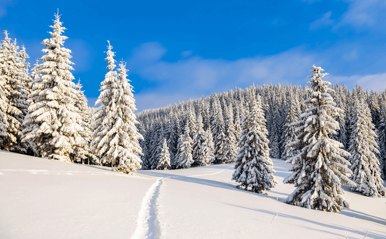gran trädvård och fällning lidingö