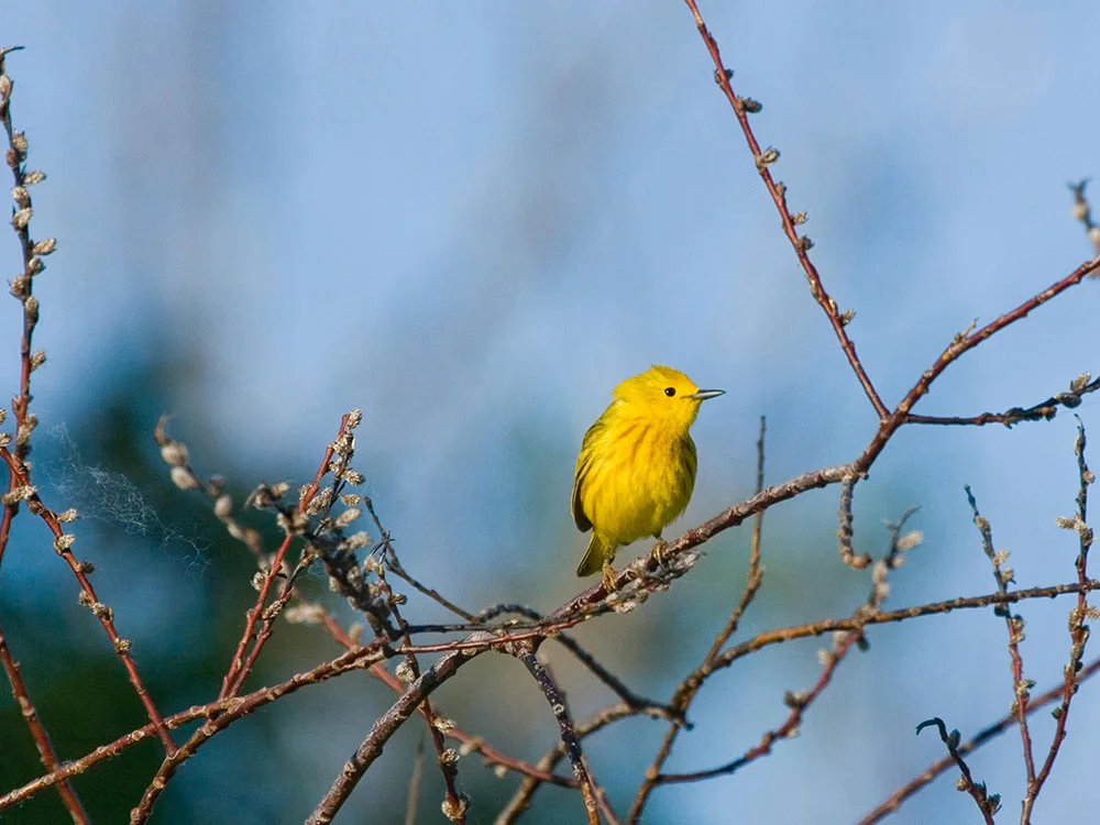 yellow-warbler.jpg