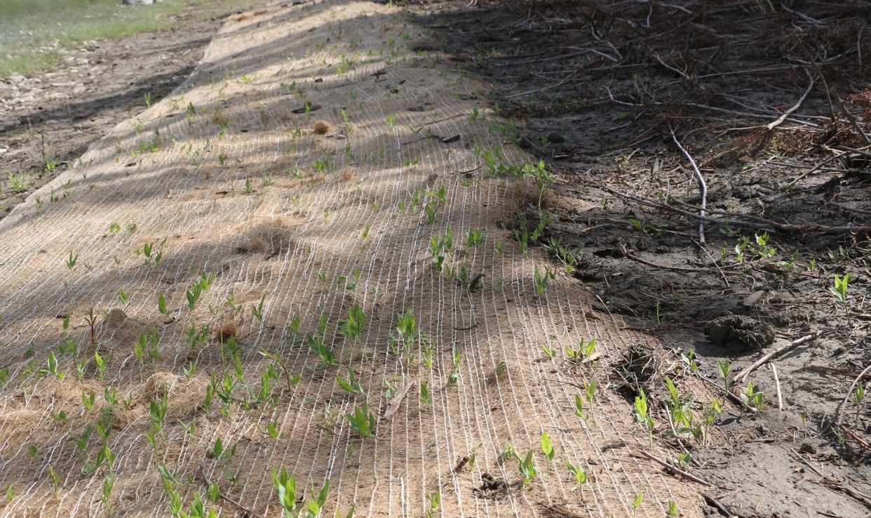 Shoreline Reclamation.jpg