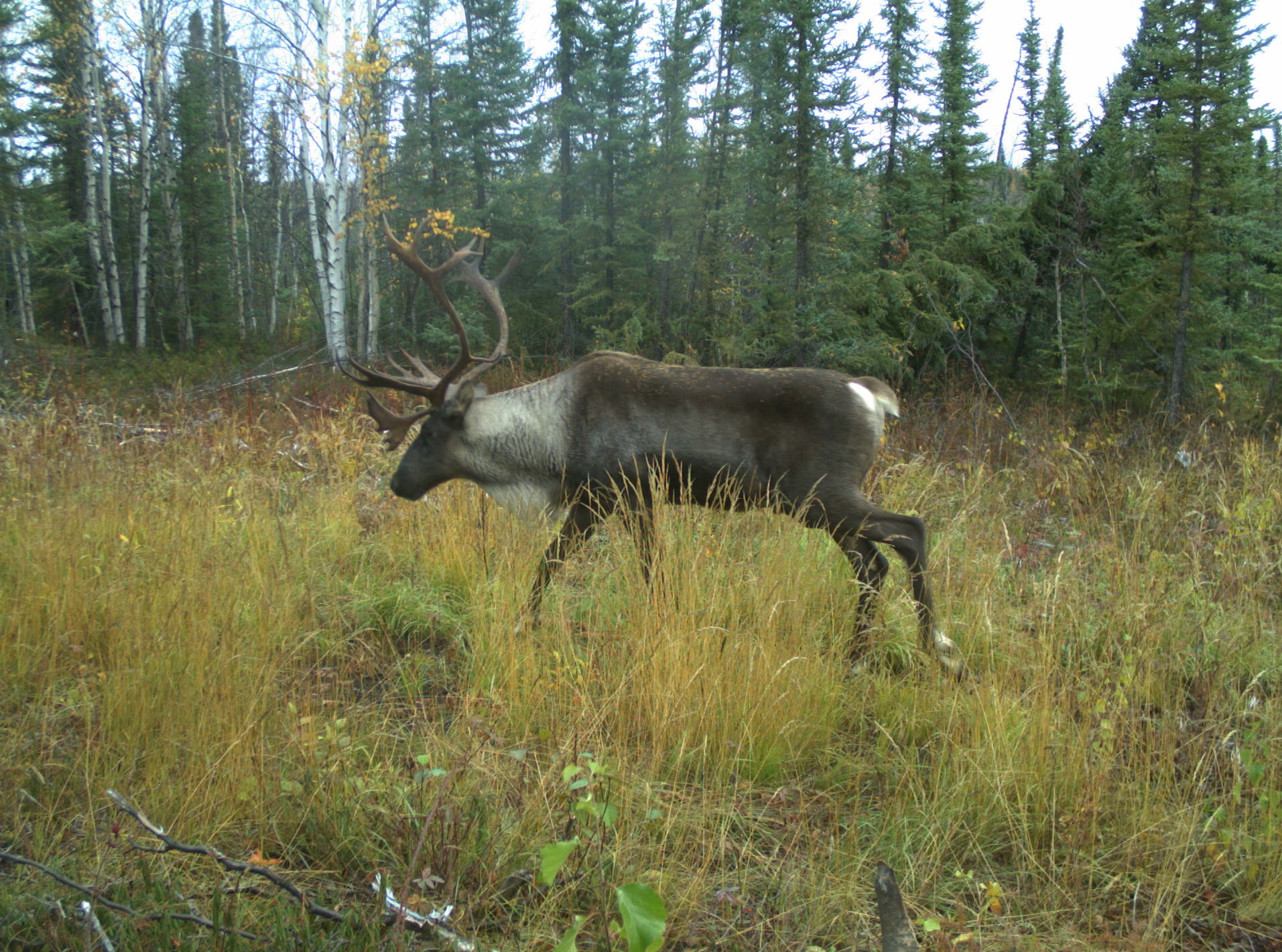 Species at Risk Protection Plans - Caribou.JPG