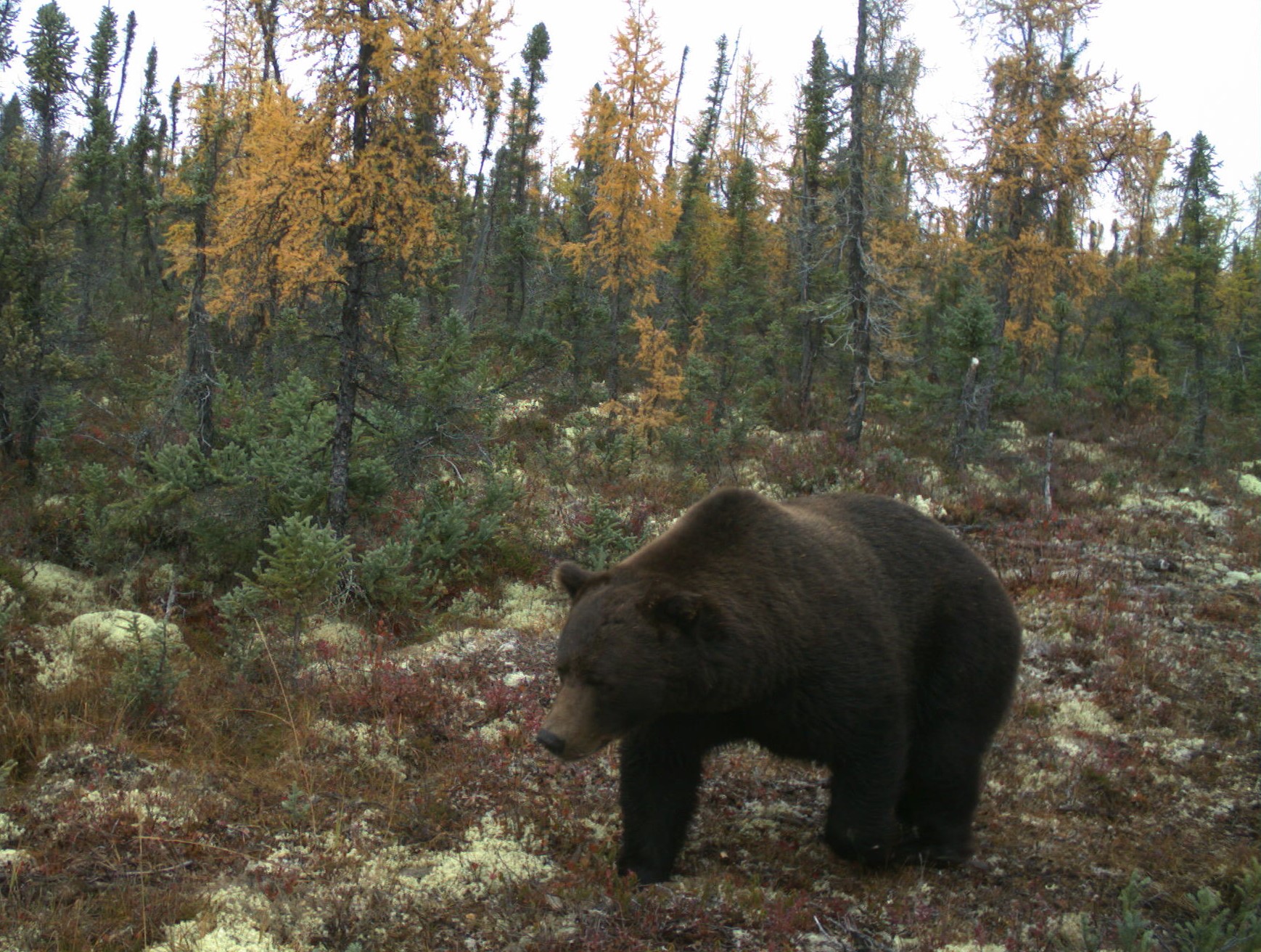 Wildlife Camera Trap Surveys - Grizzly.JPG