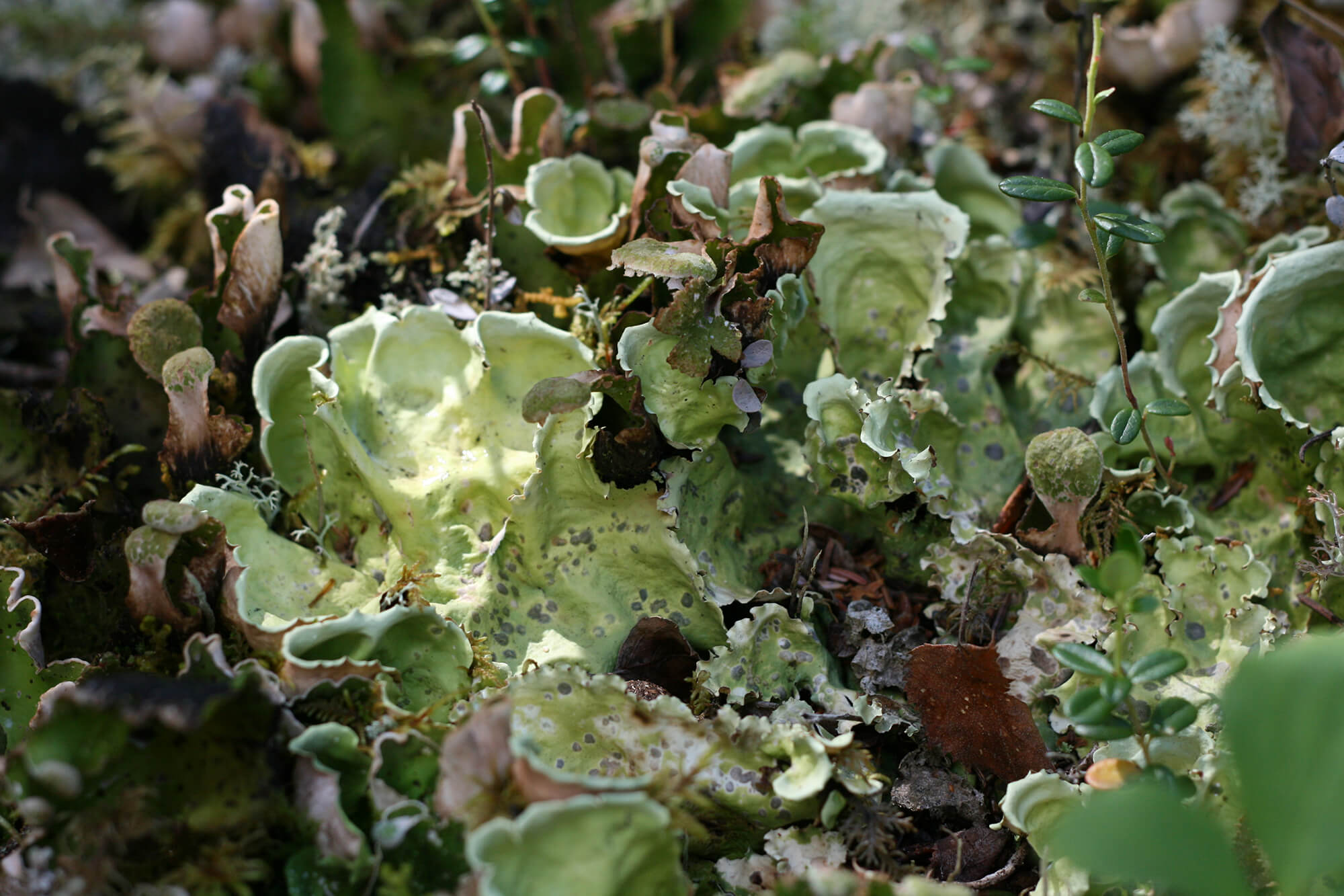 lichen2.JPG