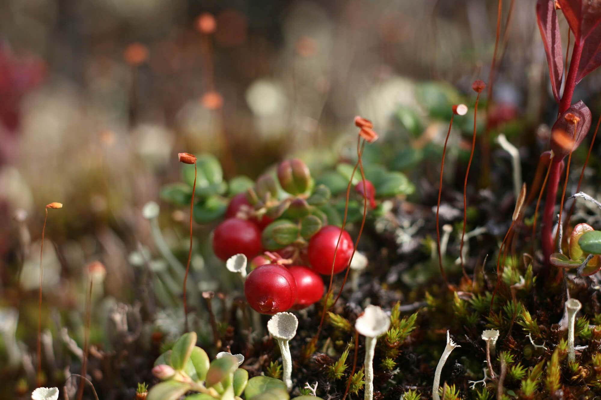 Fungi and Lichen.JPG