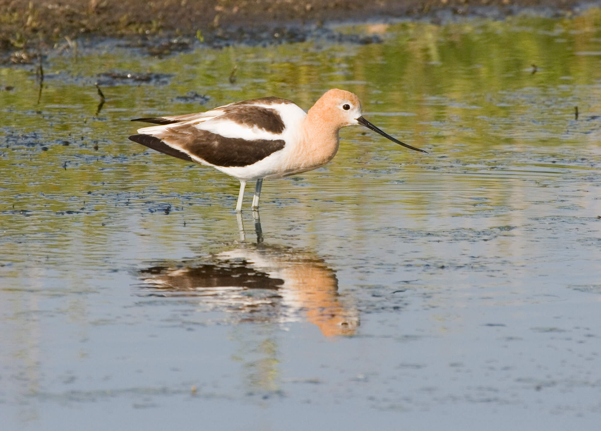 American Avocet.jpg