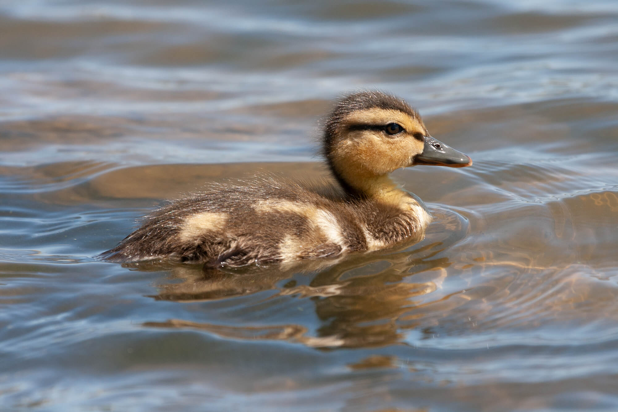 Duckling.jpg