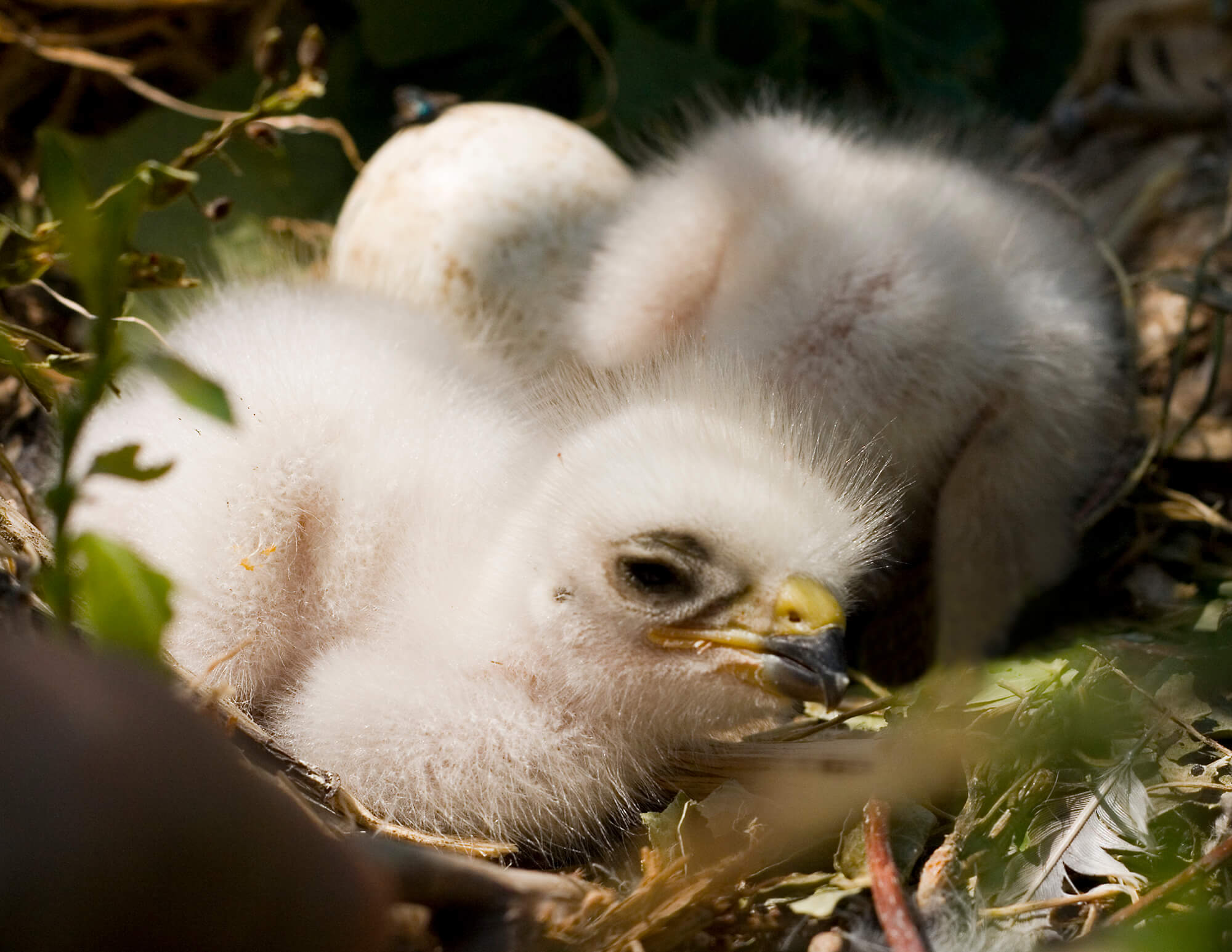 Swainson's Hawk Chicks.jpg